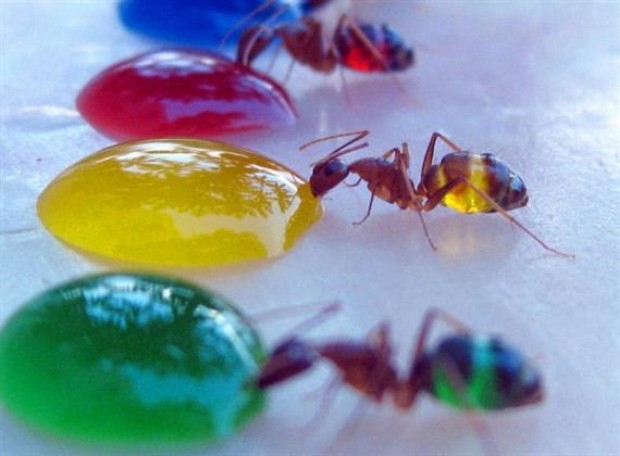 Doorzichtige mieren krijgen verschillende kleuren