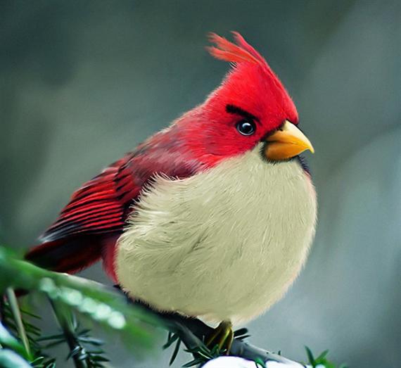Real life Angry Birds