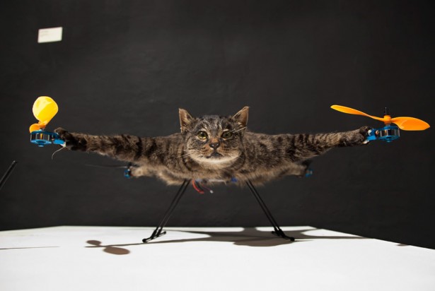 Opgezette kat kan vliegen