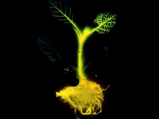glowing-plant-lichtgevende-plant