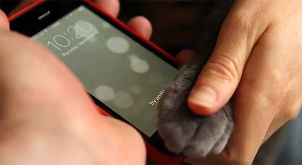 Ook katten kunnen de vingerafdrukscanner van Apple’s iPhone 5s gebruiken