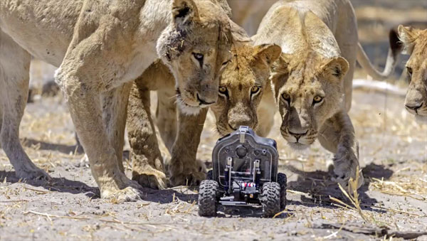 Een op afstand bestuurbare camera waarmee gevaarlijke dieren van dichtbij kunnen worden vastgelegd