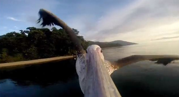 Deze pelikaan weet wel raad met een GoPro camera