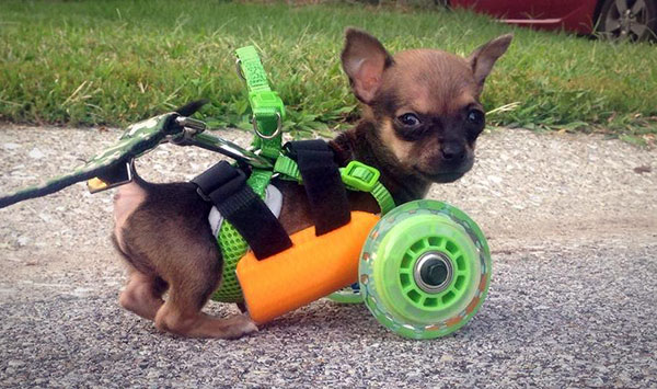 Dankzij een 3D-printer kan deze Chihuahua weer lopen