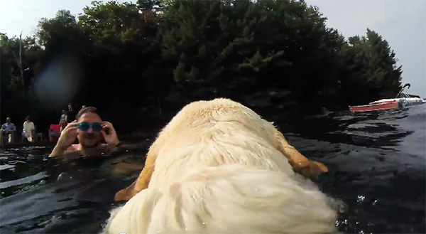 Een GoPro Fetch brengt het heerlijke leven van deze hond in beeld