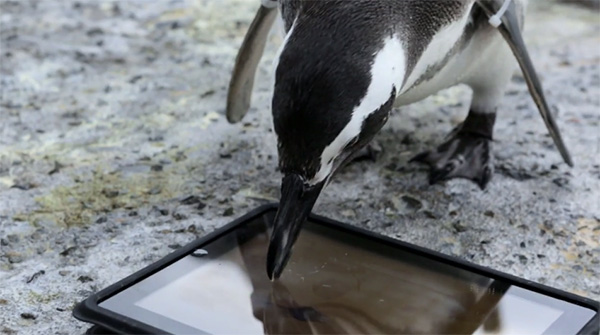 Zelfs pinguïns kunnen niet van tablets afblijven