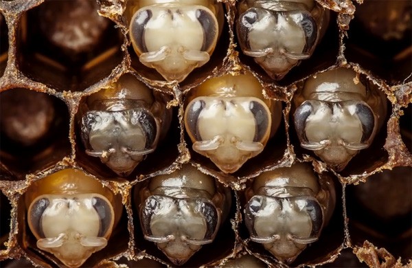 Deze schitterende timelapse-video laat zien hoe bijen zich ontwikkelen