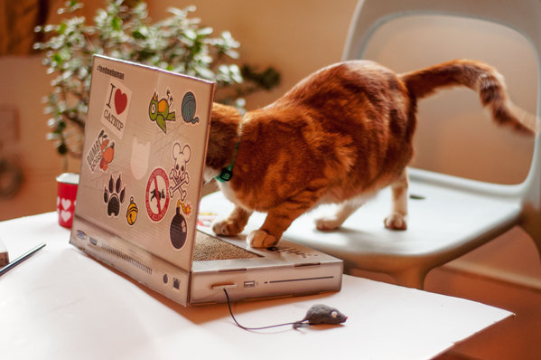 Cat Scratch Laptop: een computer voor katten