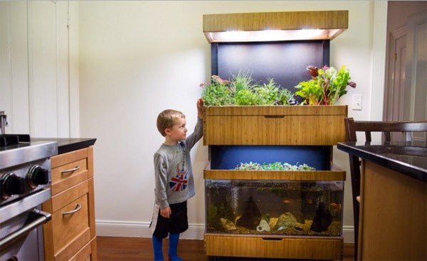 Grove: een moestuin-aquarium dat tonnen ophaalt op Kickstarter