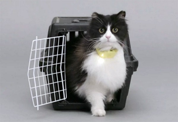 Catterbox: de halsband die je kat laat praten