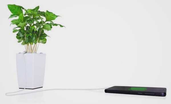Bioo: de plant die je smartphone oplaadt