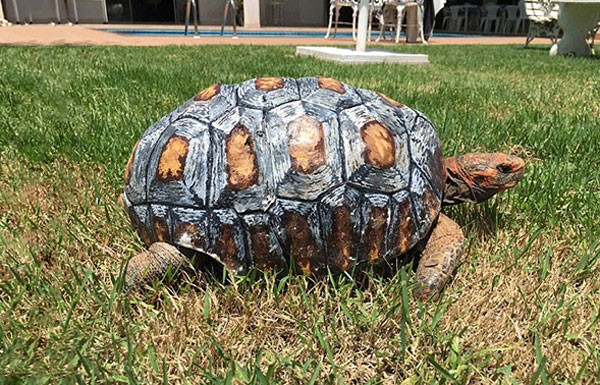 Schildpad krijgt volledig nieuw schild uit de 3D-printer