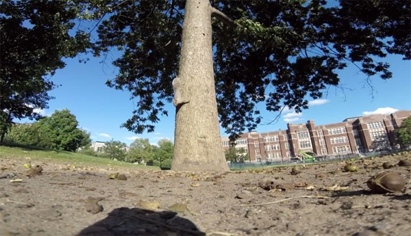 Als een eekhoorn een GoPro steelt levert dat leuke beelden op