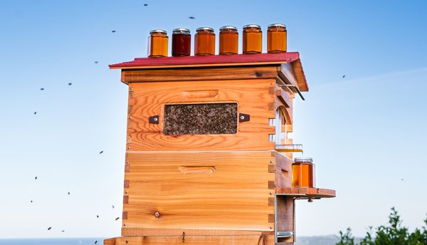 Flow Hive is de heilige graal van honingliefhebbers