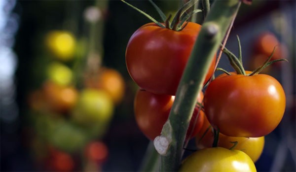 In Australië laat men tomaten groeien met zonlicht en zeewater
