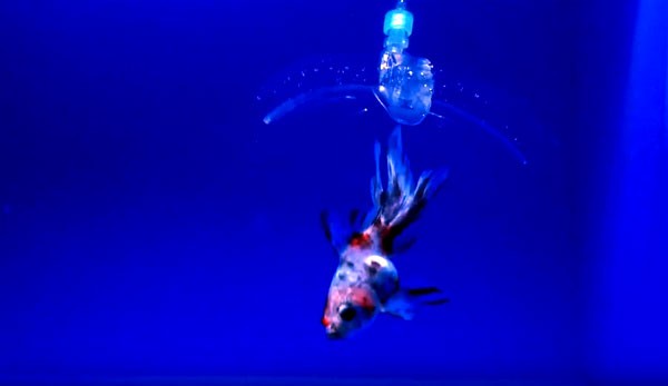 MIT’s nieuwe onderwaterrobot is gemaakt van gel