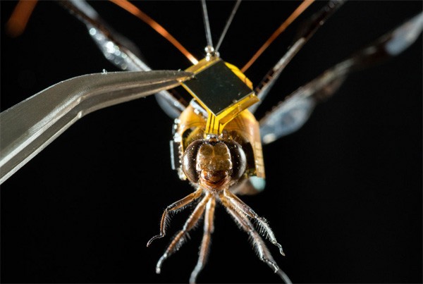 Wetenschappers besturen een libelle met een rugzakje