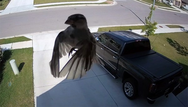 Vogel lijkt te zweven door toevallige cameratechniek