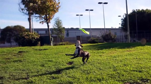 Sonic Frisbee: een verbeterde, vierkante frisbee