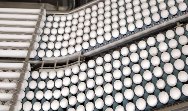 Deze machine breekt 200.000 eieren per uur en scheidt het eiwit